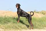 DOBERMANN 890